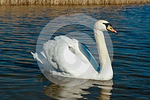 swan on blue lake water in sunny day, swans on pond, nature series