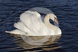 Swan on the blue water