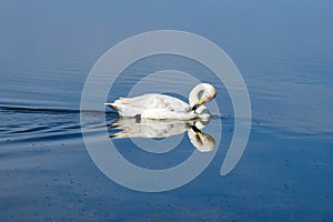 The swan in blue water of Sailimu lake Xinjiang, China