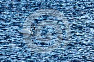 Swan on blue water in sunny day