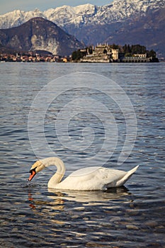 Swan with the Borromee islands in the background