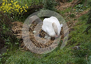 Swan breeds in his nest photo