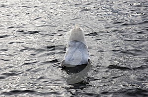 Swan with Butt in The Air