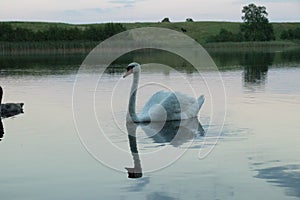 Swan on a calm lake surface during a colorful pink sunset filament