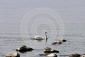 Swan in calm sea