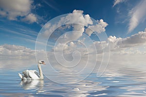 Swan in calm water photo