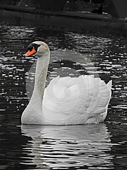 Swan calmly swimming in the water