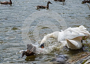 A swan chases off a duckling in a pond at Leases Park, Newcastle