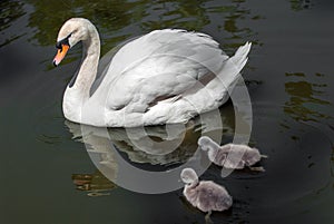 Swan with chicks