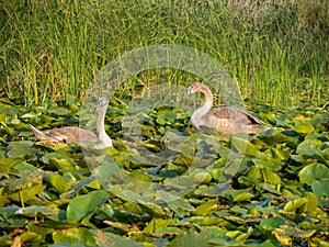 Swan chicks in Danube Delta, Romania