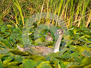 Swan chicks in Danube Delta, Romania