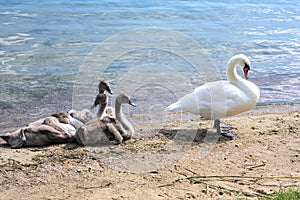 Swan with chicks on the lake