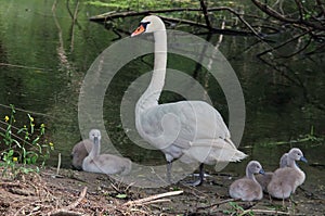 Swan with chicks - Natural Reserve Danube Delta, landmark attraction in Romania. Danube river