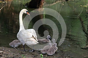 Swan with chicks. Natural Reserve Danube Delta, landmark attraction in Romania. Danube river