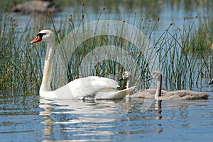 Cisne cachorros 