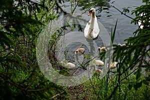 Swan with chicks in Pflach bird sanctuary