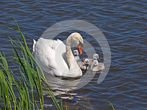 Cisne cachorros sobre el Agua 