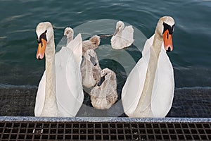 swan with children on iseo lake.