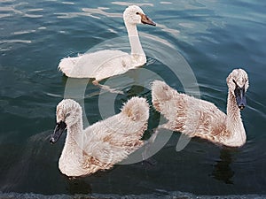 swan with children on iseo lake.