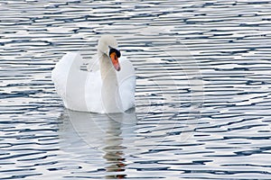 Swan in choppy waters, Zurich Lake