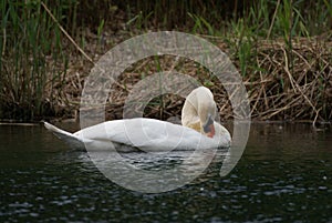 swan is cleaning feathers on the water