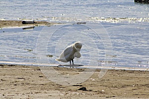 Swan cleans his feathers, at Domaso in Lake Como