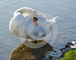 The swan cleans its feathers