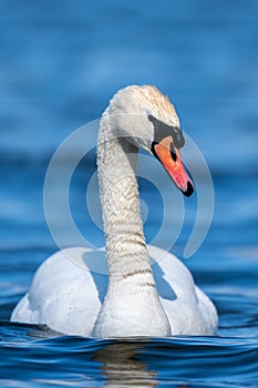 Swan on a clear deep blue river reflection