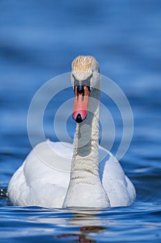 Swan on a clear deep blue river reflection