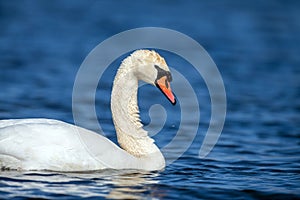 Swan on a clear deep blue river reflection