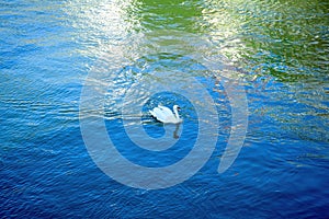 Swan on the clear river of Ill water