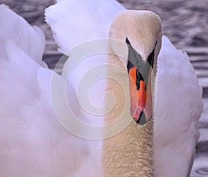 Swan Close-up