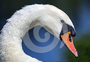 The swan close up image with blue background