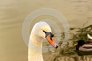 Swan close up portrait photo