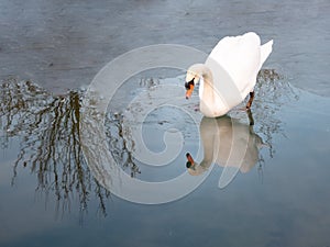 Swan in cold waters