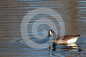 Swan with concentric blue and brown circles reflected on pond