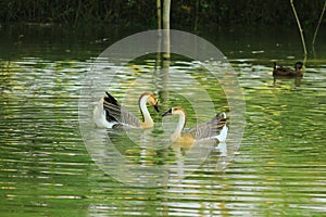 Swan couple in the green water pond in village