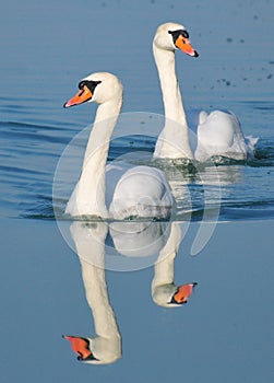 Swan couple at Lake Balaton