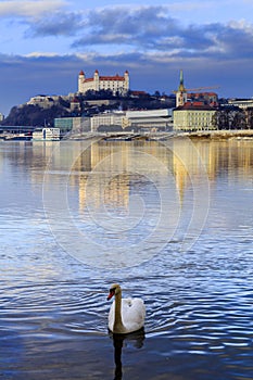 Swan couple lovers on Danube river, Bratislava castle and st. Ma