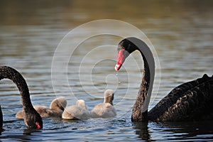 The swan couple and their babies