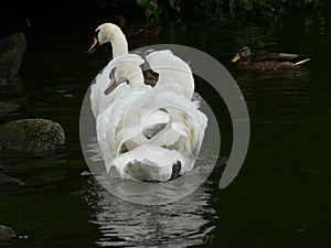 Swan couple on the water photo