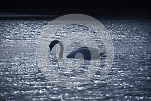 Swan Crossing Blue Lake