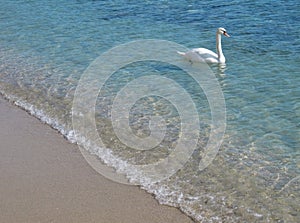 Swan in crystal clear shallow sea water.