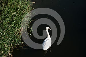 Swan in Cuckmere river, Alfriston, UK