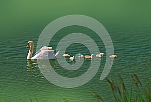 Swan with cute little swans