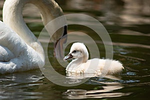 Swan and cygnet