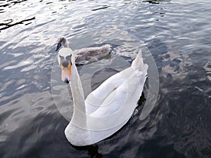 Swan with cygnet behind on water