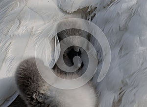 Swan cygnet snuggled up beneath its mother's protective feathers, enjoying a peaceful moment of rest