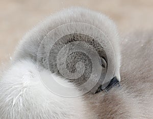 Swan cygnet snuggled up beneath its mother's protective feathers, enjoying a peaceful moment of rest