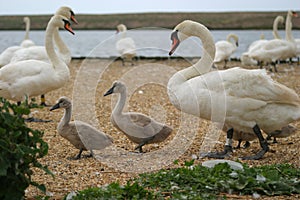 Swan and cygnets
